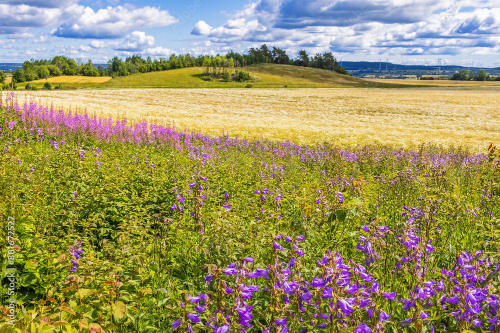 Rural landscape view with flowering wildflowers Rural landscape view with flowering wildflowers