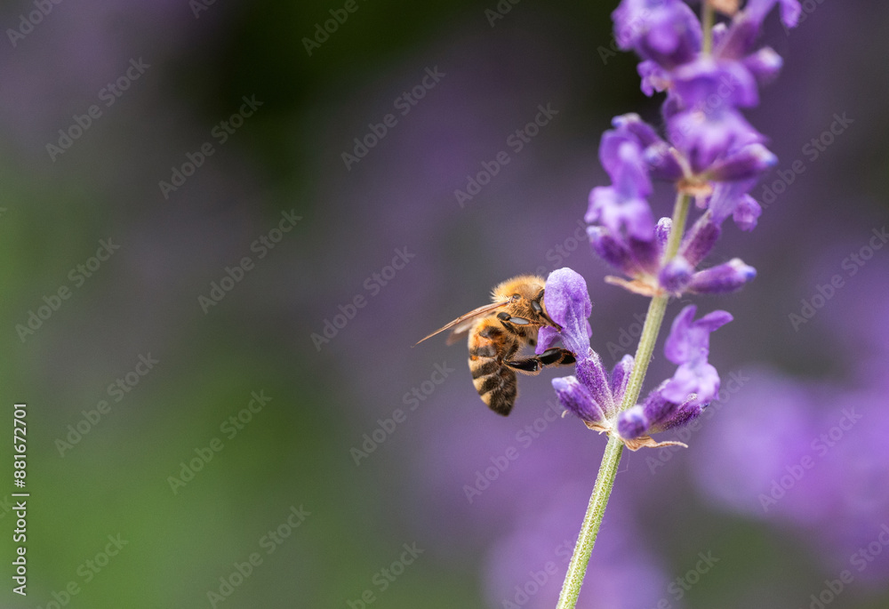Honey bee collecting pollen from lavender flowers in a garden. Honey bee collecting pollen from lavender flowers in a garden.