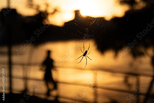 Картината върху платно Silhouette of a spider on its web during sunset on boardwalk