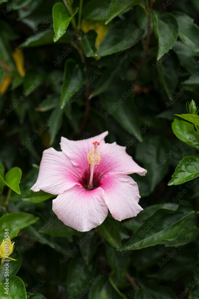 A single beautiful blooming Hawaiian pink hibiscus flower. A single beautiful blooming Hawaiian pink hibiscus flower.