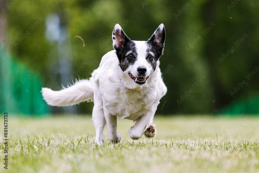 All American Mixed Breed Mutt Running in Lure Coursing Dog Sport