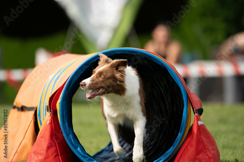 Dog racing in agility. Running dogs over obstacles.