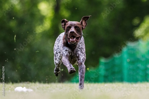 Purebred German Shorthaired Pointer Dog Running Lure Course Dog Sport photo