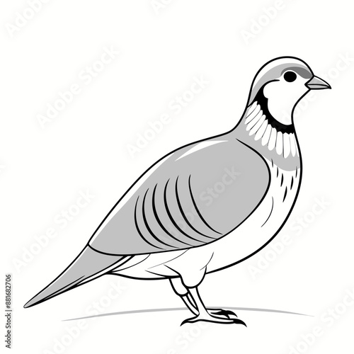 Chukar vector illustration