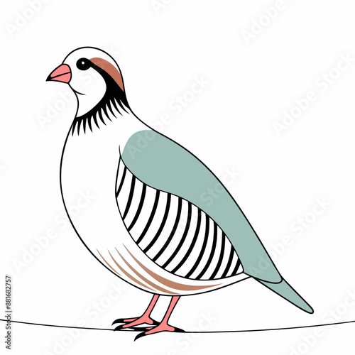 Chukar vector illustration