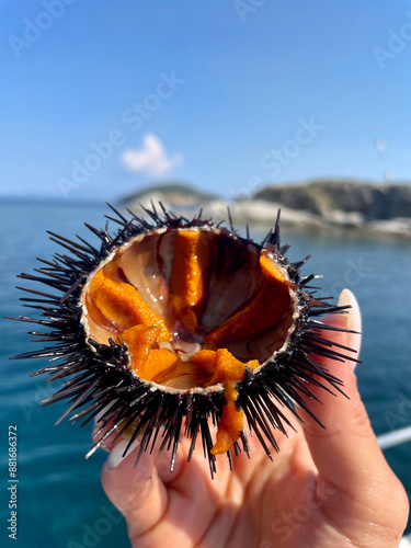 Fresh Sea Urchin with Orange Roe Held by Hand Against Coastal Background – Marine Delicacy and Mediterranean Seafood