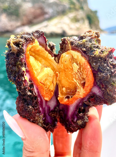 Microcosmus Sabatieri (Fouska) – Vibrant Mediterranean Sea Creature Held by Hand with Coastal Background