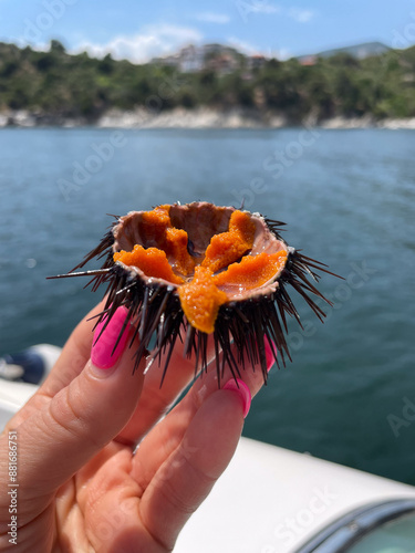 Fresh Sea Urchin with Orange Roe Held by Hand Against Coastal Background – Marine Delicacy and Mediterranean Seafood