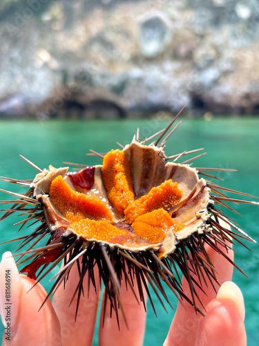 Fresh Sea Urchin with Orange Roe Held by Hand Against Coastal Background – Marine Delicacy and Mediterranean Seafood
