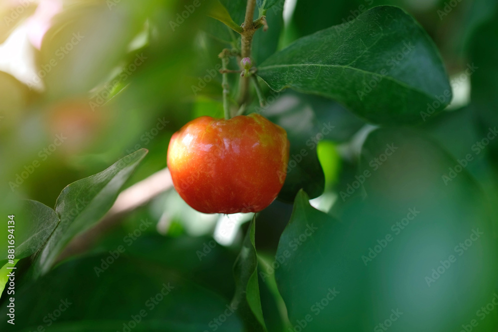 Acerola cherry of thailand on three. Select focus, Barbados cherry, Malpighia emarginata, high vitamin. Acerola fruit. Acerola cherry of thailand on three. Select focus, Barbados cherry, Malpighia emarginata, high vitamin. Acerola fruit.