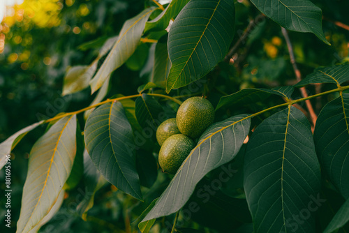 Walnut tree with nuts. Green walnuts