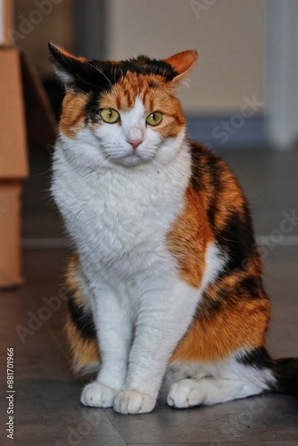 European shorthair cat sitting on the floor and looking forward.