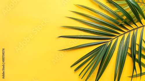 Green Palm Leaf on Yellow Background