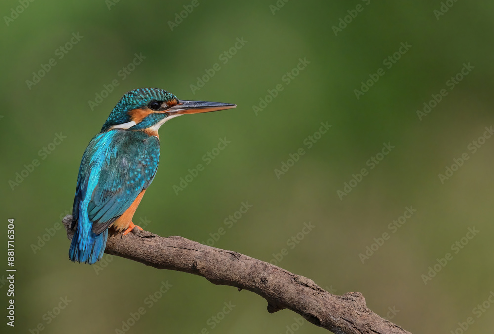Fototapeta premium Common Kingfisher a beautiful and active bird, one of the most colorful birds. 