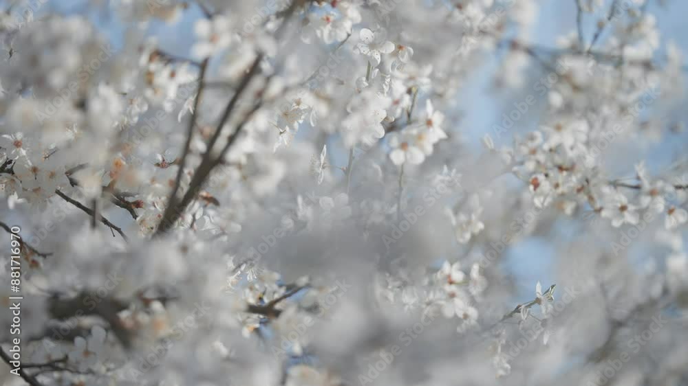 The beauty of cherry blossoms is showcased in a close-up, with a blurred background enhancing their delicate appearance. The beauty of cherry blossoms is showcased in a close-up, with a blurred background enhancing their delicate appearance.