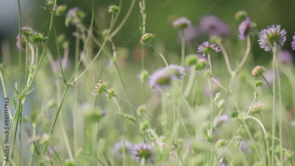 Bees and insects flock above the colorful purple flowers blooming on the lush green autumn meadow. Parallax video. Bees and insects flock above the colorful purple flowers blooming on the lush green autumn meadow. Parallax video.