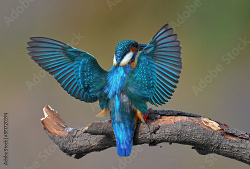 Common Kingfisher a beautiful and active bird, one of the most colorful birds. 