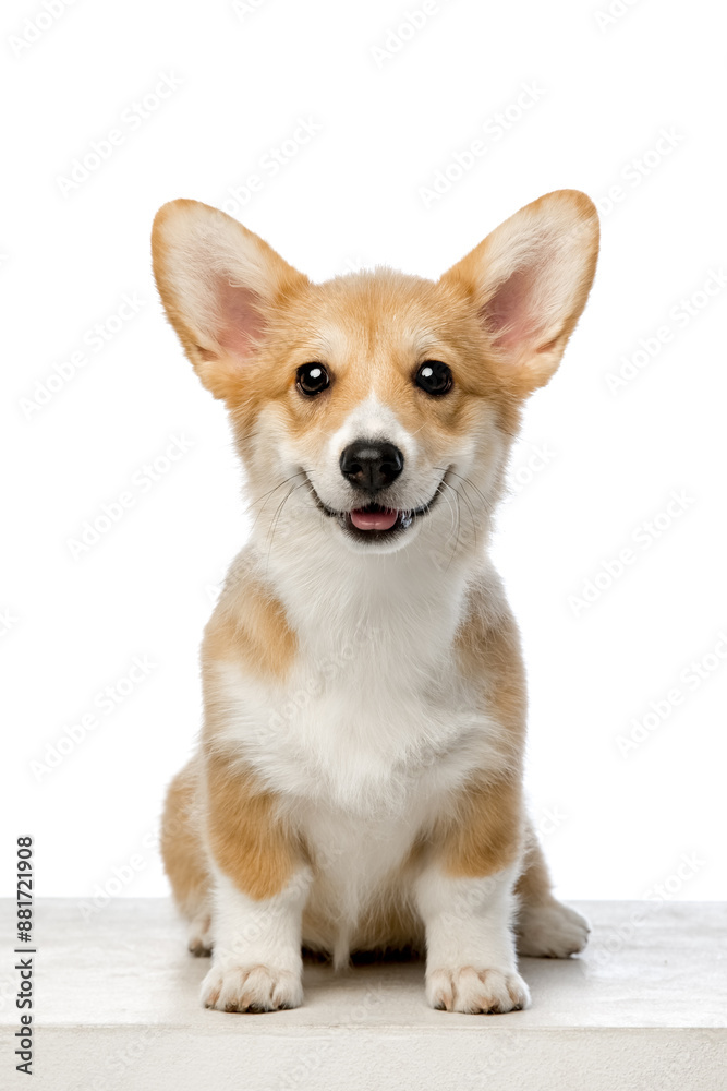 Welsh Corgi Pembroke on a white background Welsh Corgi Pembroke on a white background