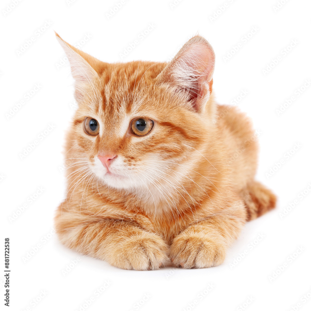 Red kitten isolated on white Red kitten isolated on white