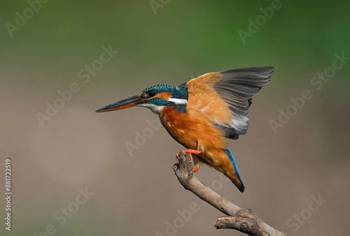Common Kingfisher a beautiful and active bird, one of the most colorful birds. 