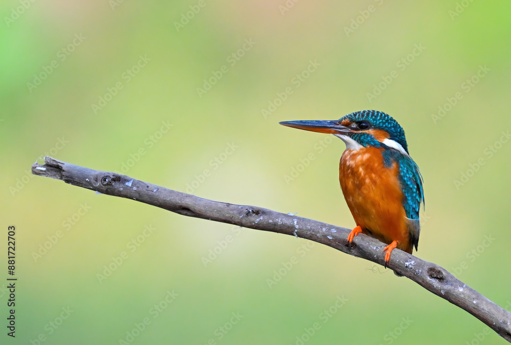 Common Kingfisher a beautiful and active bird, one of the most colorful birds. Common Kingfisher a beautiful and active bird, one of the most colorful birds.