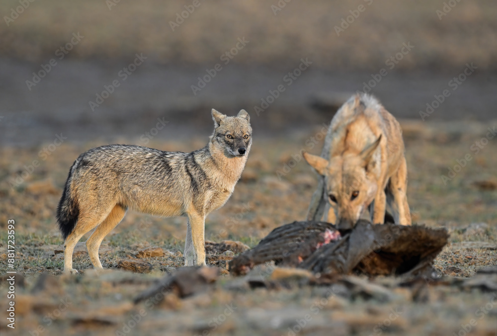 Fototapeta premium Indian Wolf and Golden Jackal sharing their meal together, a kill by Grey wolf.
