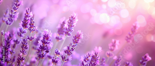 A field of purple lavender flowers with a pink background