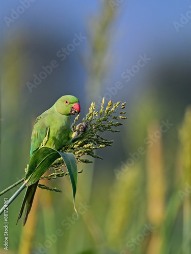 Rose-ringed Parakeet - A beautiful bird from parakeet family, found throughout Indian sub continent. photo