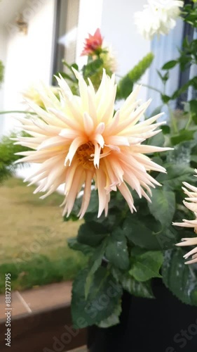 Amazing dahlia flower or Thuoc Duoc blooming vibrant at home garden, fragility petals in bud so abstract at Da Lat photo