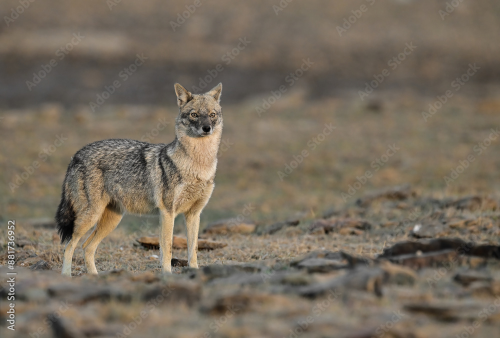 Obraz premium Indian Jackal - The Indian jackal, also known as the Himalayan jackal is a subspecies of golden jackal.