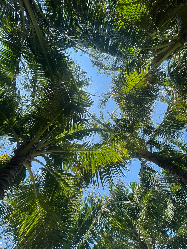 Photo of coconut leaves intertwined, above is the clear blue sky Photo of coconut leaves intertwined, above is the clear blue sky