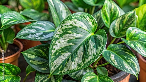 Green variegated leave hanging scindapsus pictus exotica plant perfect for tropical houseplant enthusiasts, tropical