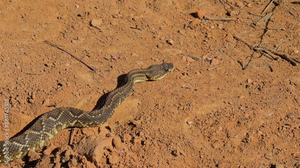Rattlesnake abruptly turns towards the camera on dirt path Rattlesnake abruptly turns towards the camera on dirt path