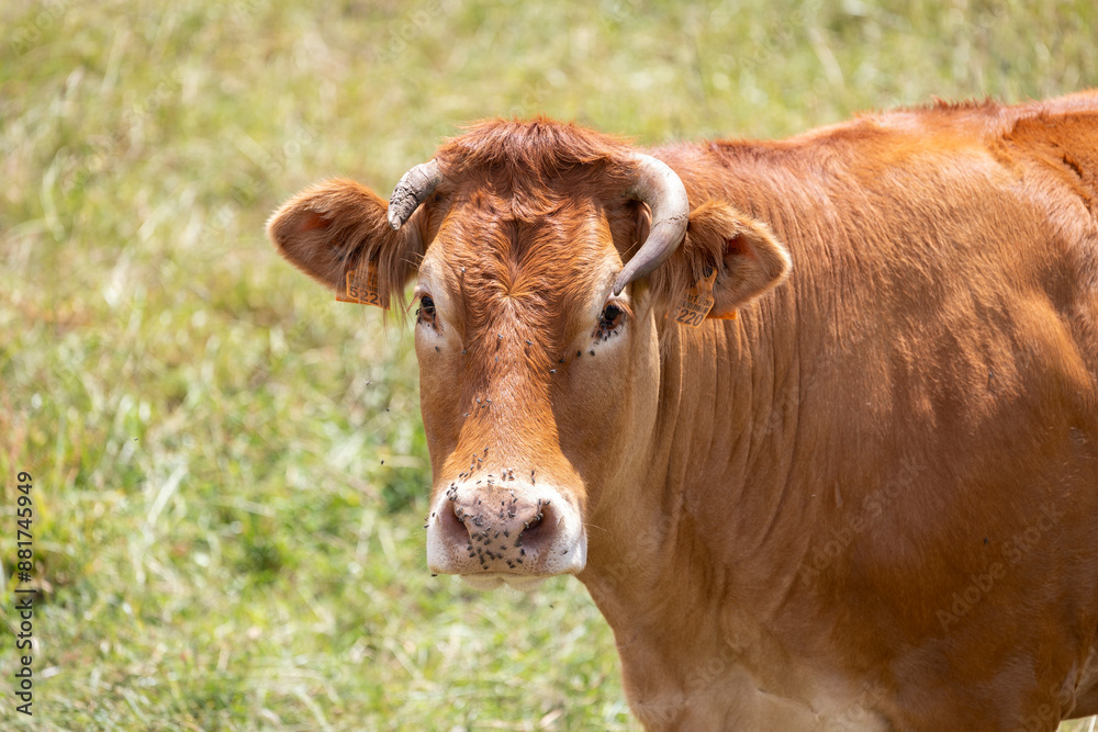 Brown cow standing in a grassy field with flies around its face, capturing the essence of rural life and the natural environment it inhabits. Brown cow standing in a grassy field with flies around its face, capturing the essence of rural life and the natural environment it inhabits.