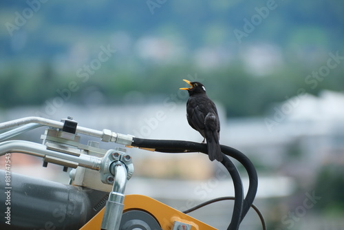 スイスのクロウタドリ
Singing Blackbird in a town, Switzerland