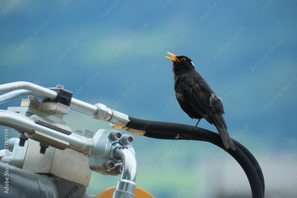 Φωτογραφία スイスのクロウタドリ
Singing Blackbird in a town, Switzerland