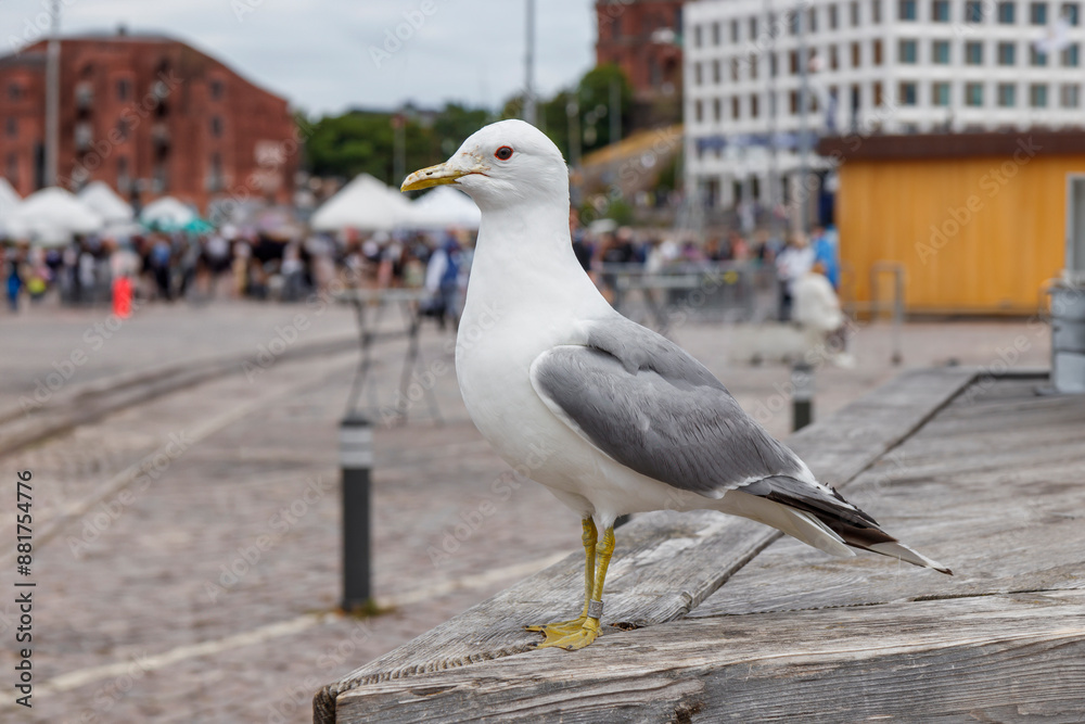 Obraz premium Seagull close up in a Old City Market of Helsinki during the Tall Ships Race 2024, a lot of visitors and tourists