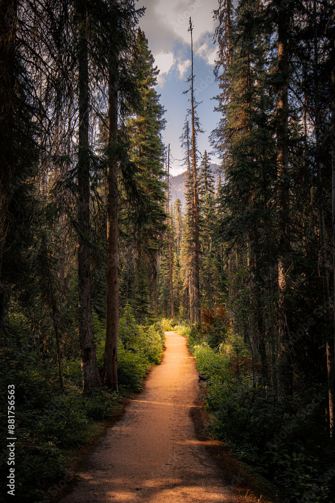 Naklejka premium Waldweg im Schatten mit sonnenbeschienenem Ende, die Lichtöffnung am Horizont lenkt den Blick durch die natürliche Kulisse und schafft eine klare Raumwirkung mit Kontrast zwischen Licht und Schatten