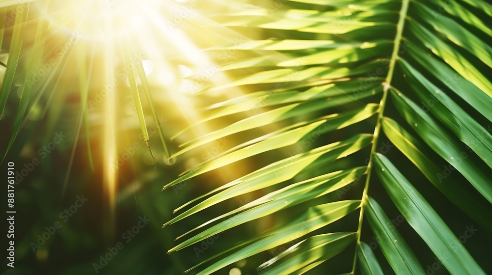Obraz premium sun rays behind the palm leaf : Generative AI
