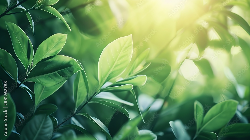 Green leaves with morning sunlight Natural green leafy plants are used as background The green cover represents nature : Generative AI Green leaves with morning sunlight Natural green leafy plants are used as background The green cover represents nature : Generative AI