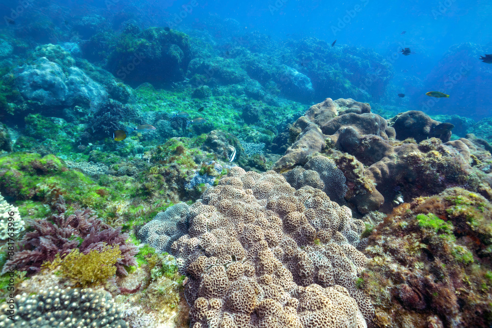 素晴らしいサンゴ礁のツノダシ（ツノダシ科）、キホシスズメダイ（スズメダイ科）、ヤマブキベラ（ベラ科）他の群れ。
東京都伊豆諸島式根島 - 2021年Moorish Idol (Zanclus cornutus) orthern yellow-spotted chromis (Chromis yamakawai) Yellow-brown wrasse (Thalassoma lutescens)
