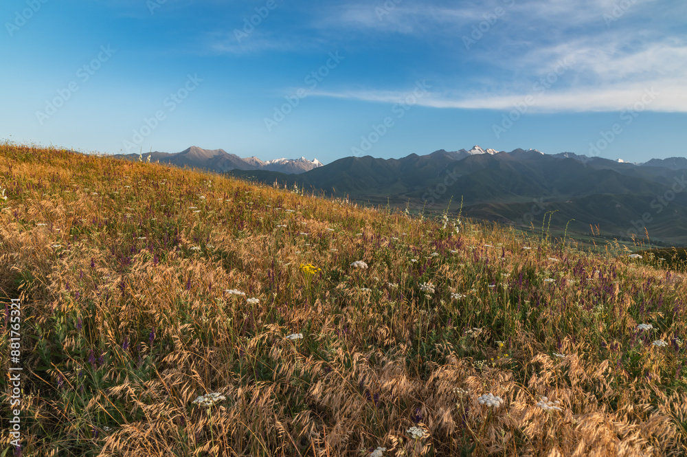 Fototapeta premium Bright flowering meadow on the hills with eremurus, sage and meadow grasses against the mountains. Selective focus. Copy space