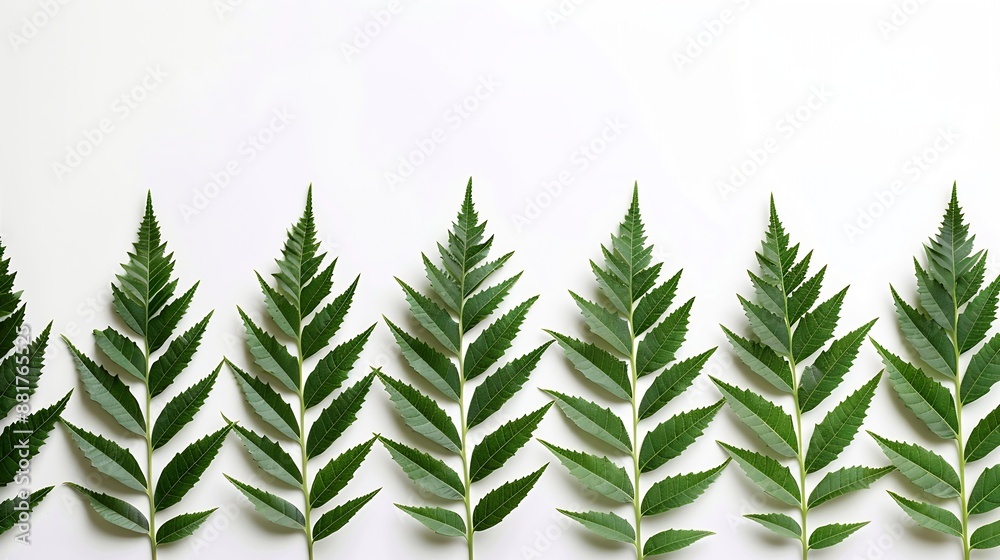 A row of green neem leaves isolate on white background Medical neem leaves : Generative AI A row of green neem leaves isolate on white background Medical neem leaves : Generative AI