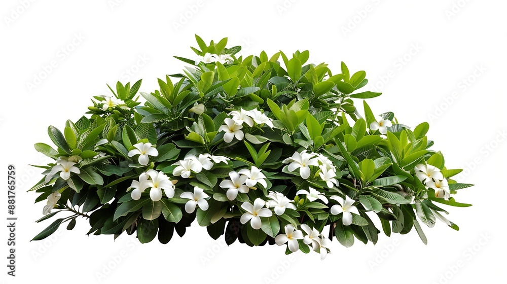Obraz premium Tropical plant flower bush shrub tree isolated on white background with clipping path : Generative AI