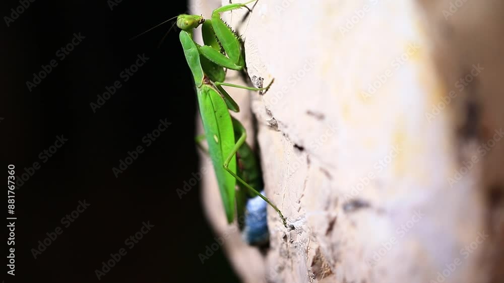 The praying mantis is laying eggs The praying mantis is laying eggs