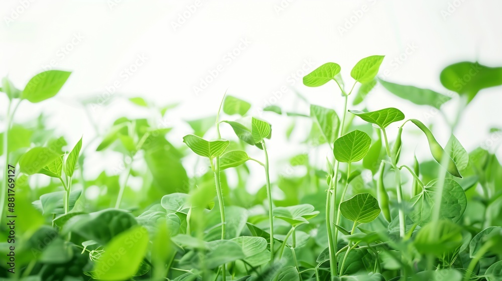 green soya bean plant isolated bushes shrub and small plants : Generative AI green soya bean plant isolated bushes shrub and small plants : Generative AI