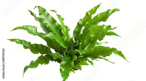 Birds Nest Fern or Asplenium nidus is one of the several popular and beautiful ferns grown as house plantsNature plant isolated on white background with clipping path : Generative AI photo