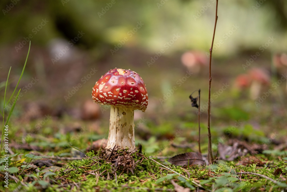 Autumnal background. Amanita muscaria mushroom in a forest. Harvest fungi. Fly agaric, wild poisonous red mushroom against a brown fallen leaves. Fall season. Red-headed hallucinogenic toxic fungus. Autumnal background. Amanita muscaria mushroom in a forest. Harvest fungi. Fly agaric, wild poisonous red mushroom against a brown fallen leaves. Fall season. Red-headed hallucinogenic toxic fungus.