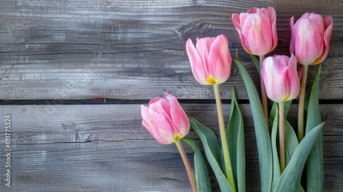 Pink tulips on wooden background with empty area for text on International Women s Day