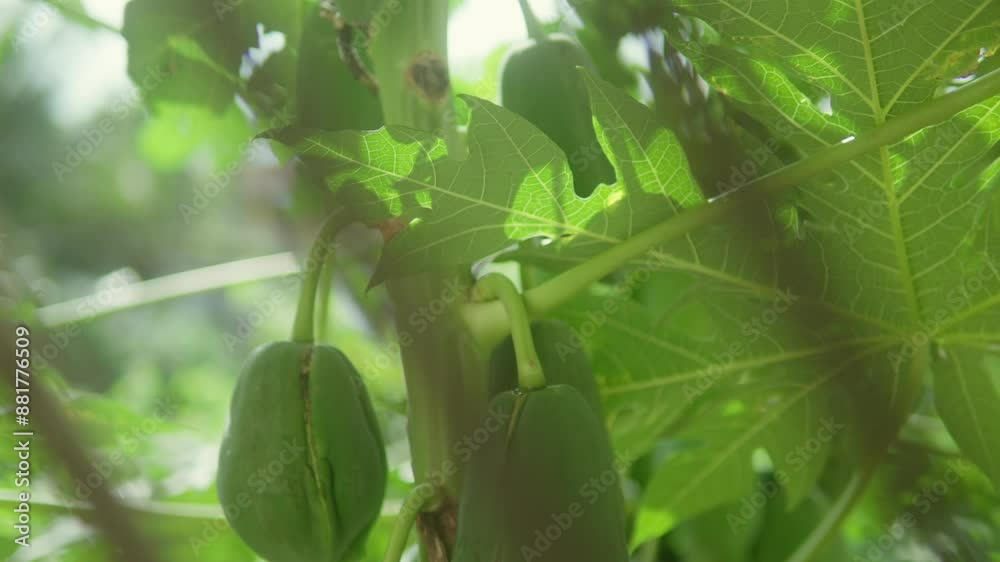 Green papayas hanging on a tree among lush green leaves on a sunny day Green papayas hanging on a tree among lush green leaves on a sunny day